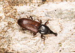 Cossonus linearis