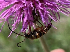 Typocerus sinuatus