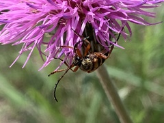 Typocerus sinuatus