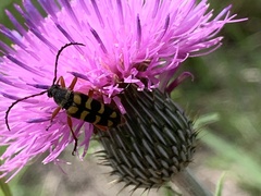 Typocerus sinuatus