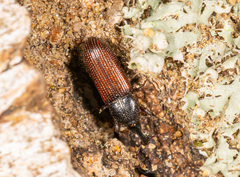 Cossonus linearis