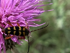 Typocerus sinuatus