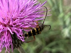 Typocerus sinuatus