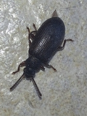 Luprops orientalis
