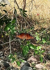 Danaus eresimus montezuma