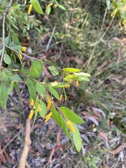 Persoonia lanceolata