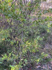 Persoonia lanceolata