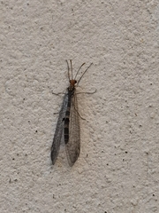 Megistopus flavicornis