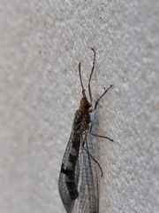 Megistopus flavicornis
