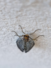 Megistopus flavicornis