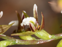 Prasophyllum odoratum