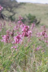 Syncolostemon densiflorus