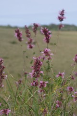 Syncolostemon densiflorus