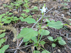 Campanula scouleri