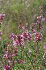 Syncolostemon densiflorus