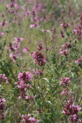 Syncolostemon densiflorus