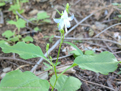 Campanula scouleri