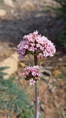 Valeriana tuberosa