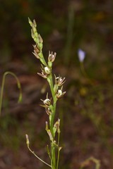 Prasophyllum odoratum