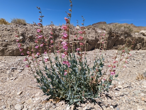Penstemon floridus