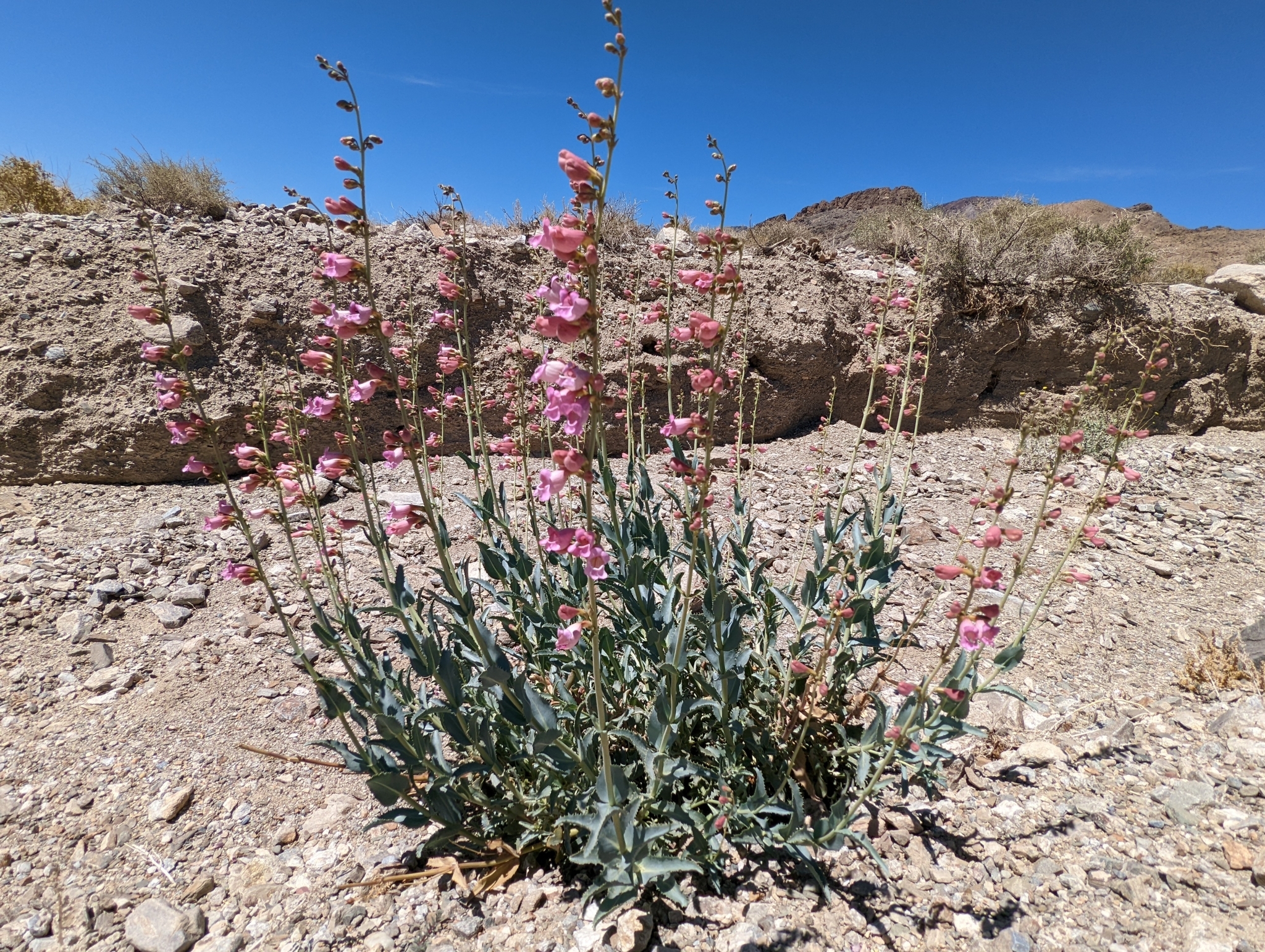 Penstemon floridus
