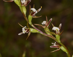 Prasophyllum odoratum