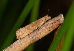 Bactra lancealana