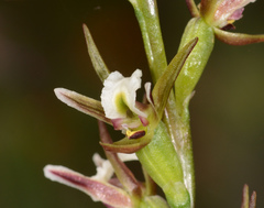 Prasophyllum odoratum
