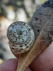 Marmorana serpentina