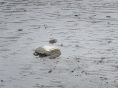 Macrophthalmus japonicus