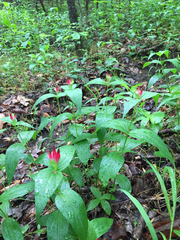 Spigelia marilandica