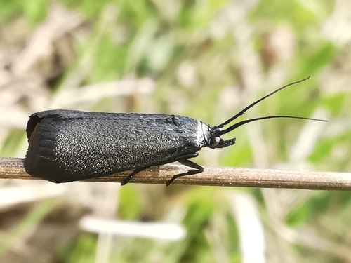 Lymphia chalybella