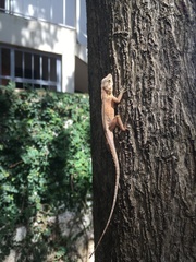 Anolis