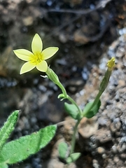 Centaurium maritimum