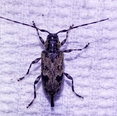 Graphisurus triangulifer