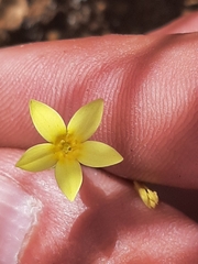 Centaurium maritimum