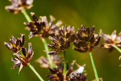 Juncus phaeocephalus paniculatus
