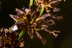 Juncus phaeocephalus paniculatus