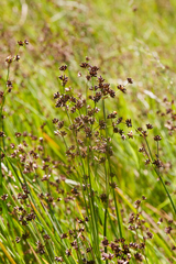 Juncus phaeocephalus paniculatus