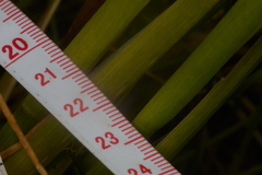 Juncus phaeocephalus paniculatus