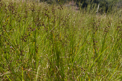Juncus phaeocephalus paniculatus