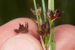 Juncus phaeocephalus paniculatus