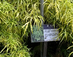 Melicope denhamii