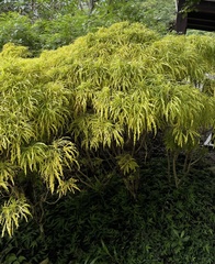 Melicope denhamii