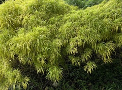 Melicope denhamii