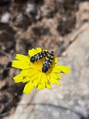 Acmaeodera quadrifasciata