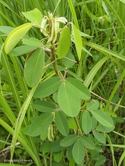 Grona heterocarpos strigosa