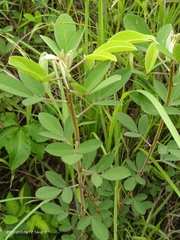 Grona heterocarpos strigosa