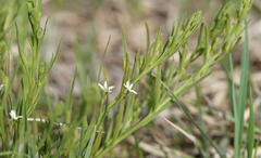 Thesium rostratum