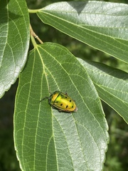 Calliphara